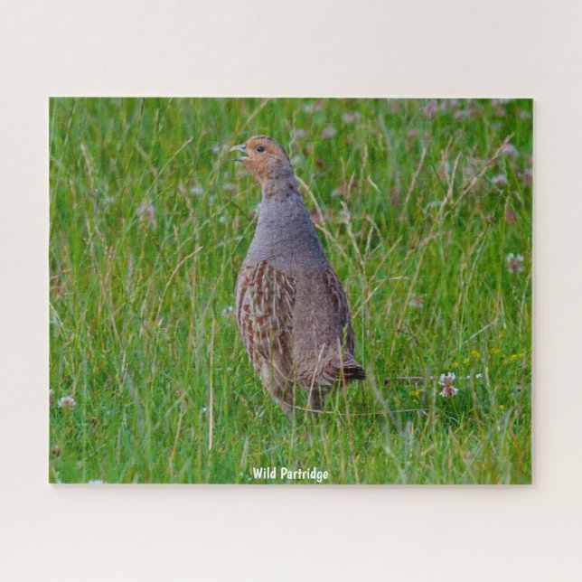 Wild Partridge Puzzle (Horizontal)