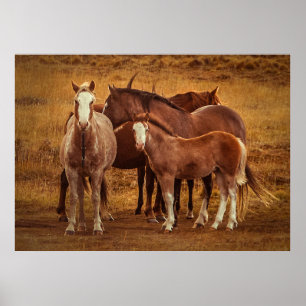 Wild Patagoniens Geistfotografie Poster