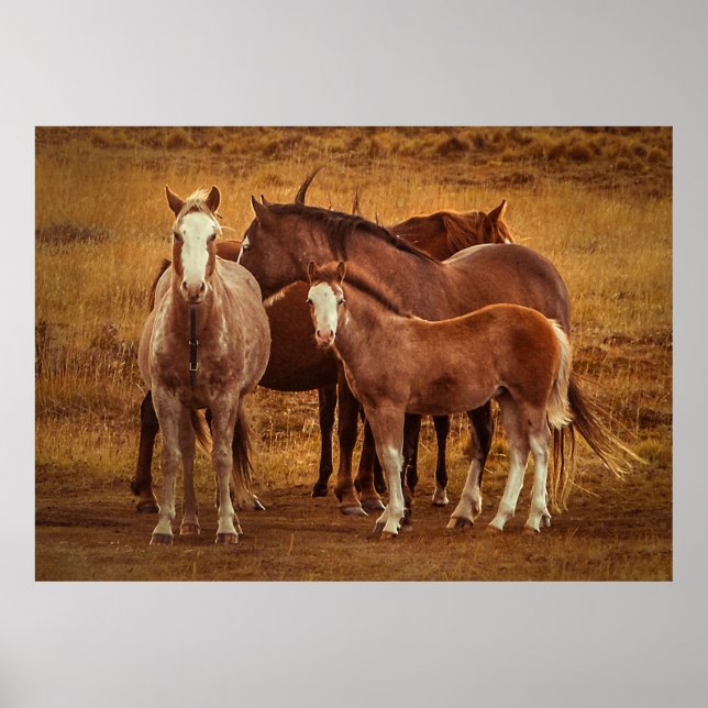 Wild Patagoniens Geistfotografie Poster (Vorne)