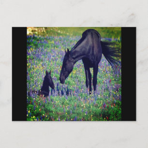Wild Pferd Postcard Postkarte