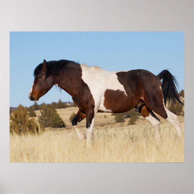Wild Pferd, Steens Mountains Poster (Vorne)