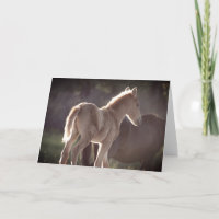 WILD PFERDE UTAH FOAL Falten Danke Karte