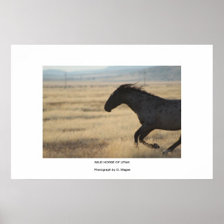 WiLD-PFERDE VON UTAH FOTOGRAPH Poster