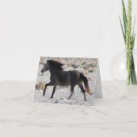 WILD PFERDE VON UTAH GRAY MUSTANG IN SNOW Card