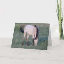 WILD PFERDE VON UTAH OURAY