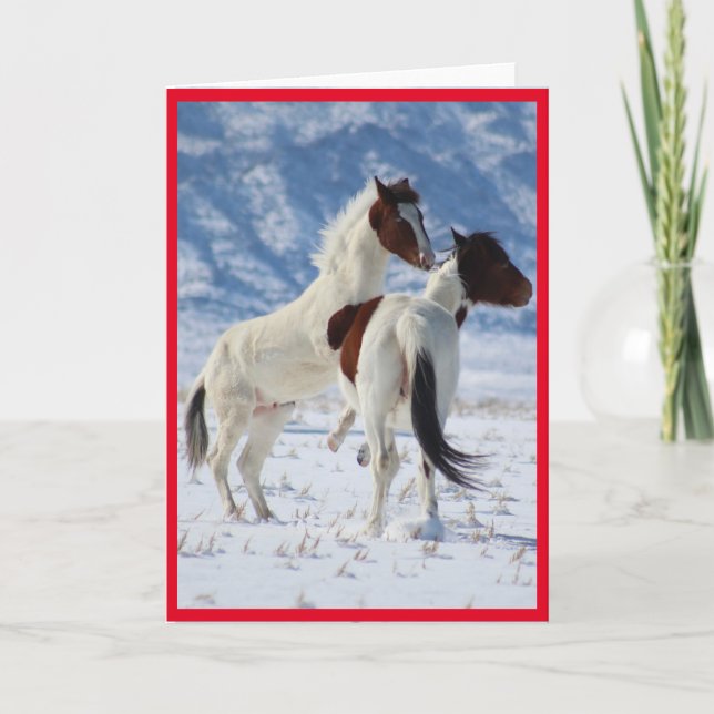 WILD PFERDE VON UTAH PINTO GREETING CARD KARTE (Vorderseite)