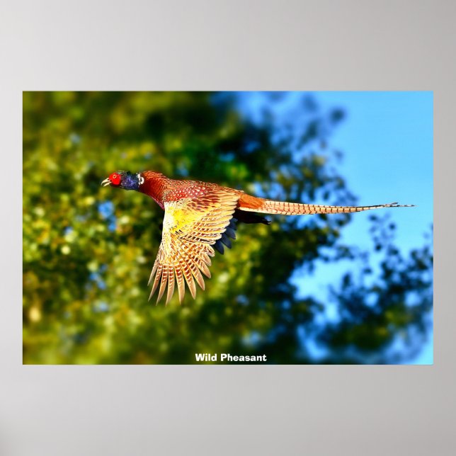 Wild Pheasant Poster (Vorne)