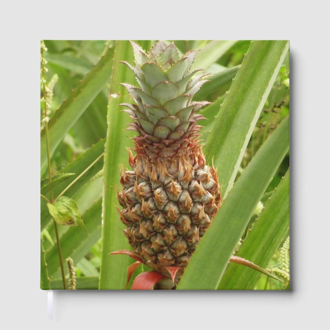 Wild Pineapple Tropical Fruit in Nature Gästebuch (Vorderseite)