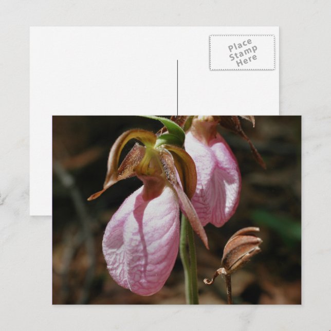Wild Pink Lady Slipper Blume Postkarte (Vorne/Hinten)