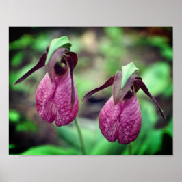 Wild Pink Lady Slipper Orchid Blume Paar 2 Poster