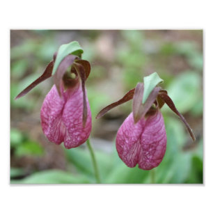 Wild Pink Lady Slipper Orchid Blume Pair 8x10 Fotodruck