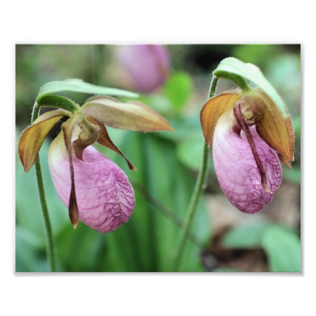 Wild Pink Lady Slipper Orchid Pair 8x10 Fotodruck (Vorne)