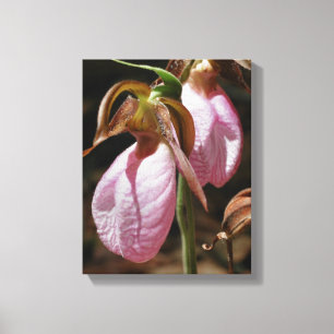 Wild Pink Lady Slipper Orchid Pair Nah Leinwanddruck