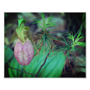 Wild Pink Lady Slipper Orchid und Evergreens 8x10 Fotodruck