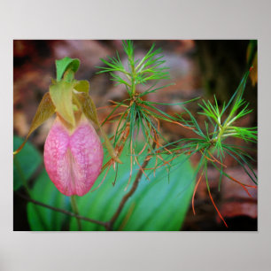 Wild-Pink-Lady Slipper Orchid und Evergreens Poster