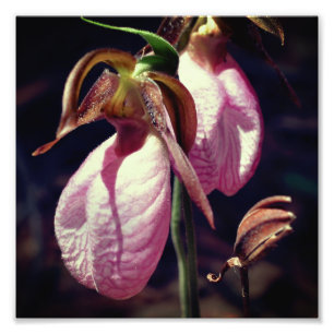 Wild Pink Lady Slipper Orchideenpaare Nah 8x8 Fotodruck