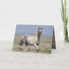 Wild Pintaloosa Stallion Greeting Card Einladung