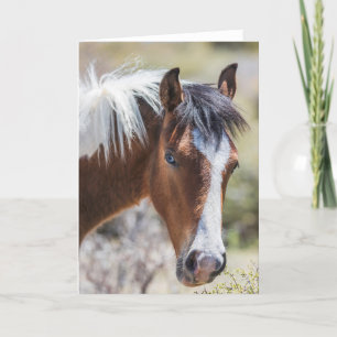 Wild Pinto Filly Karte
