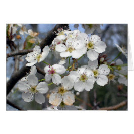 Wild Plum Card