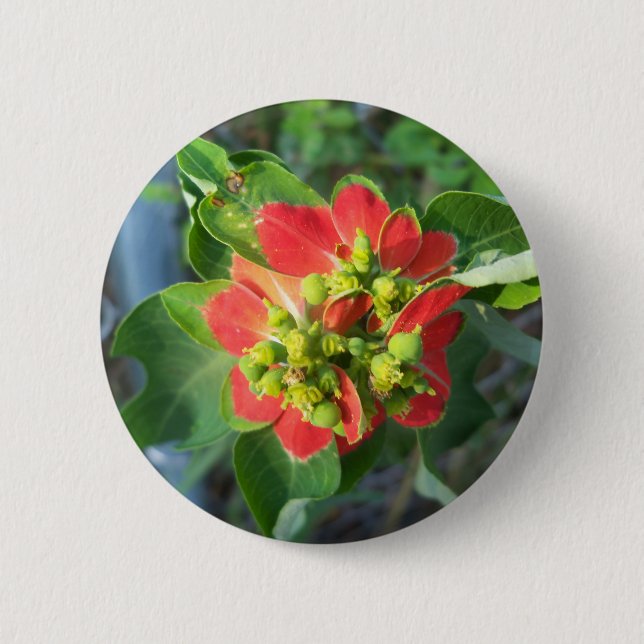 Wild Poinsettia Button (Vorderseite)