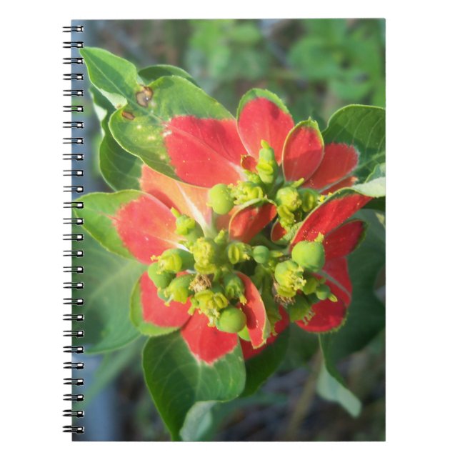Wild Poinsettia Notizblock (Vorderseite)