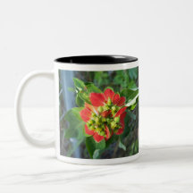 Wild Poinsettia