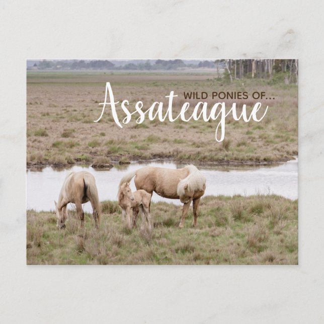 Wild Ponies Assateague - Karten (Vorderseite)