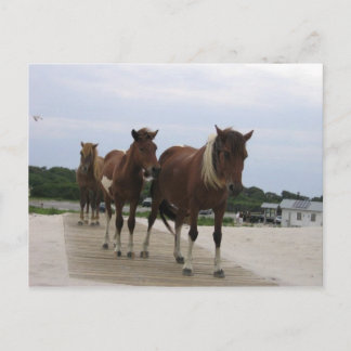 Wild Ponies Postkarte