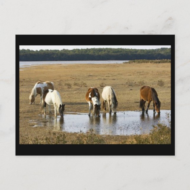 Wild Pony Postkarte (Vorderseite)