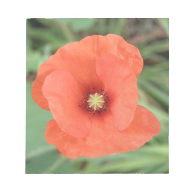 Wild Poppy Blume Notepad Notizblock (Vorderseite)