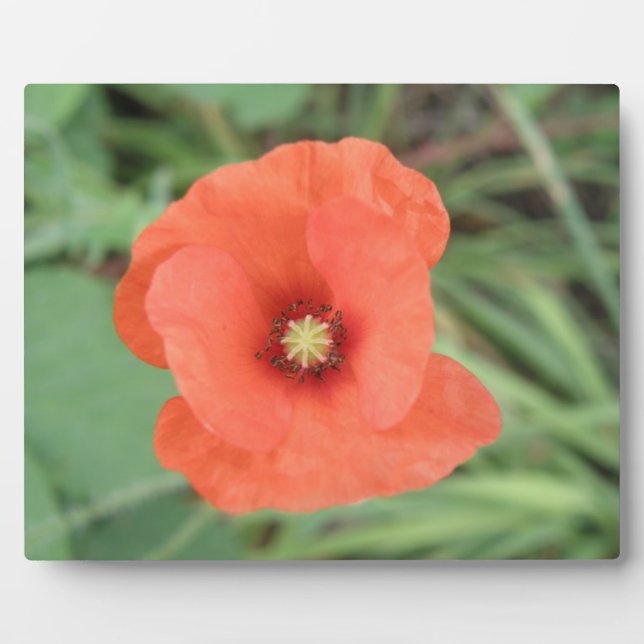 Wild Poppy Blume Plaque Fotoplatte (Vorderseite)