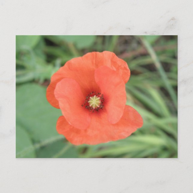 Wild Poppy Blume Postcard Postkarte (Vorderseite)