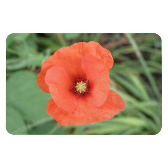 Wild Poppy Blume Premium Magnet (Horizontal)