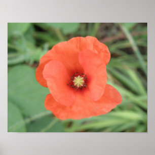 Wild Poppy Blume Print Poster
