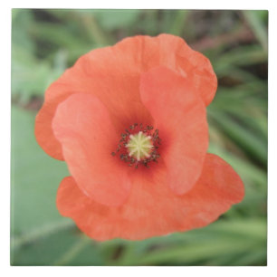 Wild Poppy Blume Tile Fliese