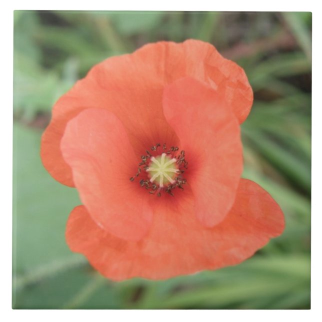 Wild Poppy Blume Tile Fliese (Vorderseite)