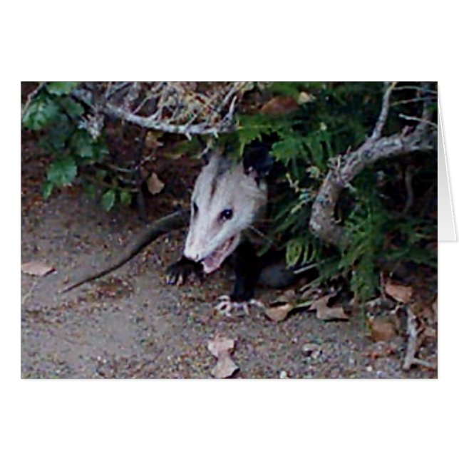 Wild Possum (Vorderseite (Horizontal))