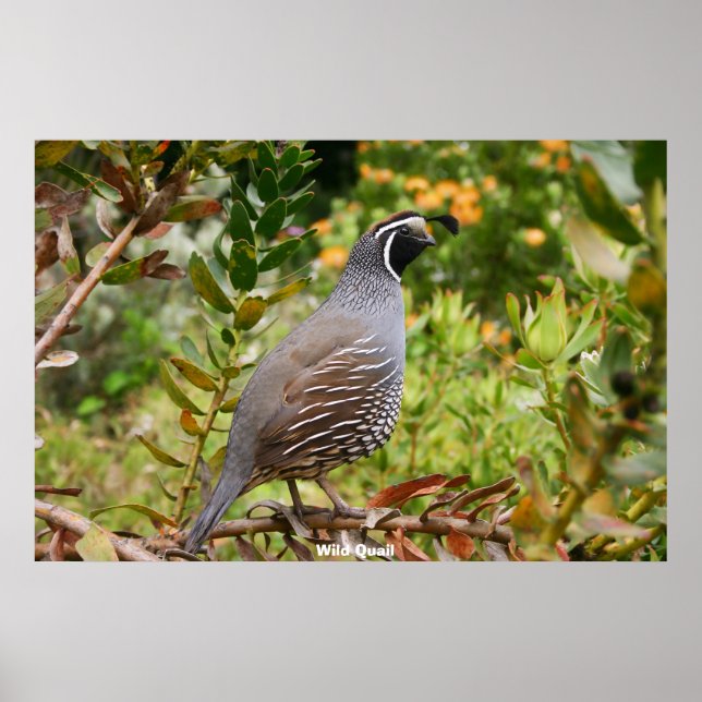 Wild Quail Poster (Vorne)