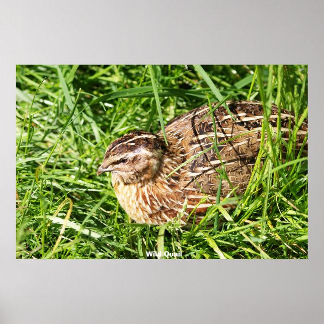 Wild Quail Poster (Vorne)