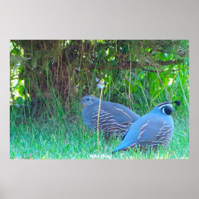 Wild Quail Poster (Vorne)
