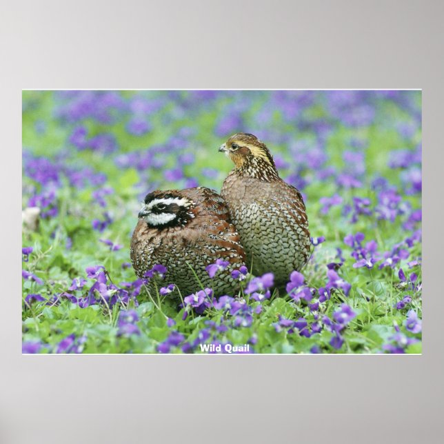 Wild Quail Poster (Vorne)