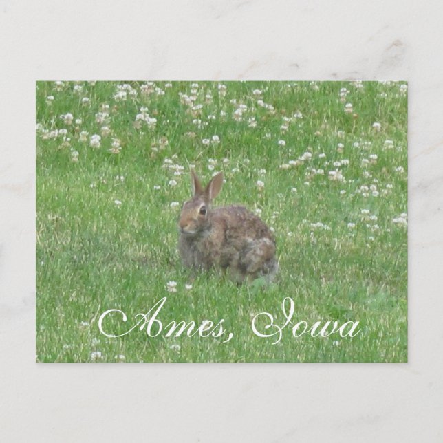 Wild Rabbit Ames, Iowa Postcard Postkarte (Vorderseite)