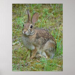 Wild Rabbit Eastern Cottontail Poster