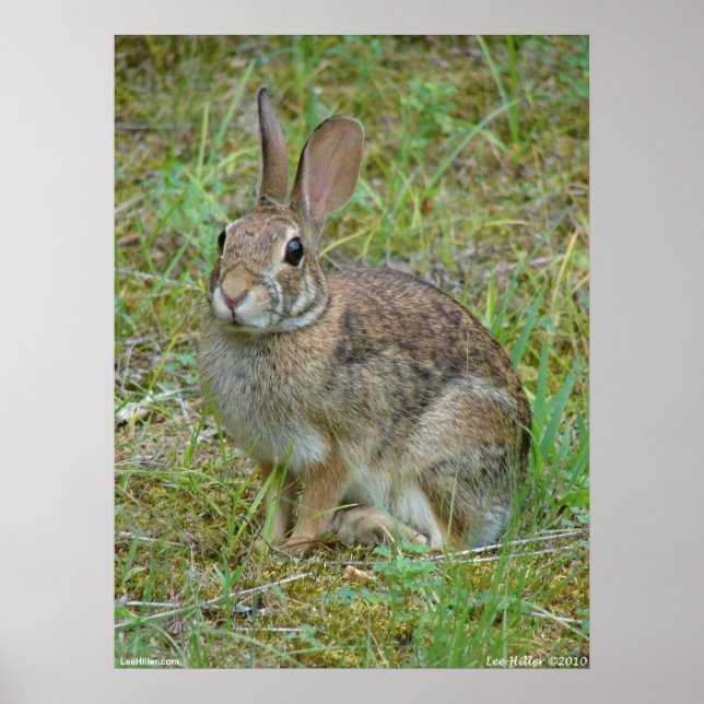 Wild Rabbit Eastern Cottontail Poster (Vorne)