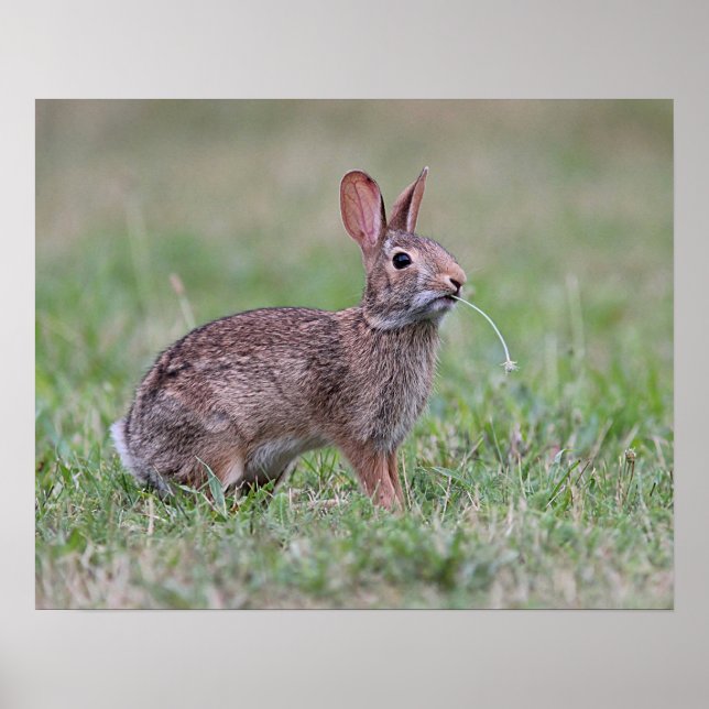 Wild Rabbit Poster (Vorne)