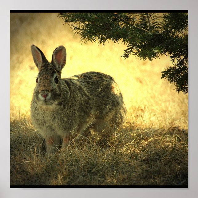 Wild Rabbit Poster Print (Vorne)