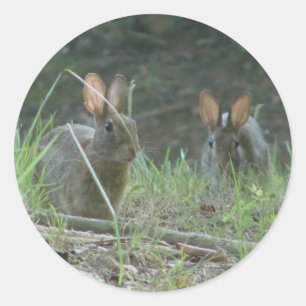 Wild Rabbits Östliches Baumwollschwanzkaninchen Pa Runder Aufkleber