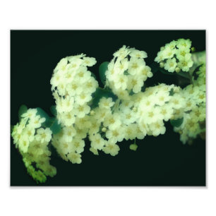 Wild Rambling White Roses 8x10 Fotodruck
