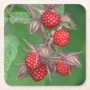 Wild Raspberry Party Untersetzer