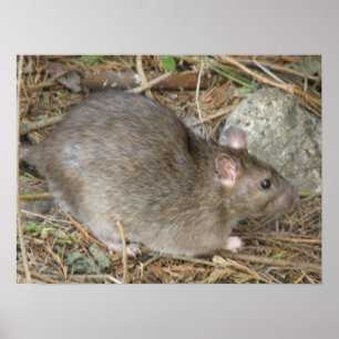 Wild Rat Print Poster